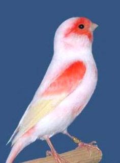 a red and white bird sitting on top of a piece of wood