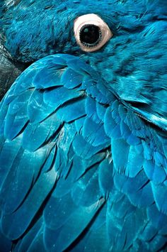 a close up of a blue bird's face