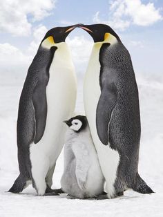 two penguins standing next to each other in the snow