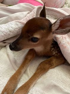 a baby deer is laying under a blanket