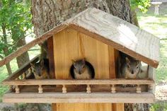 a bird house built into the side of a tree with three birds perched on it