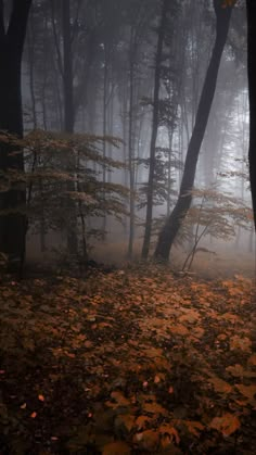 foggy forest with leaves on the ground and trees in the foreground at night