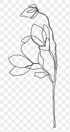 a black and white drawing of a flower on a transparent background, hd png