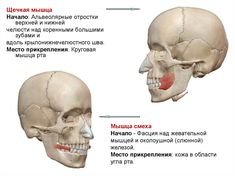 two views of the human head and neck with different facial expressions on each side of the skull