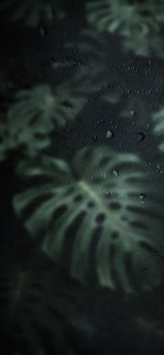 a plant with green leaves is shown through the raindrops on a black surface