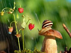 a snail sitting on top of a mushroom next to strawberries and flowers in the rain