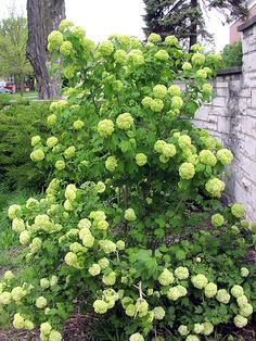 a green bush with yellow flowers next to a brick wall and trees in the background