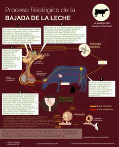 the diagram shows how animals are connected to each other