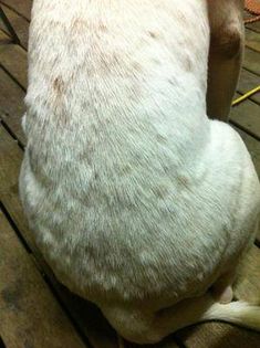 a white dog sitting on top of a wooden floor