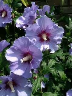 purple flowers are blooming in the garden