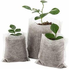 Cosweet 500 pcs Assorted Sizes Seedling Plant Grow Bags Biodegradable Non-Wov... Plant Bags, Seedling Pots, Planting Pots, Nursery Bag, Greenhouse Plants, Plant Seedlings, Gardening Books, Nursery Fabric, Grow Bags