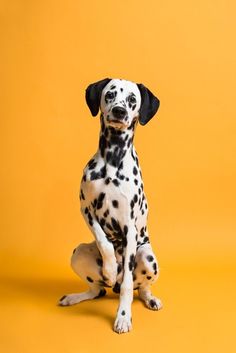 a dalmatian dog sitting on top of a yellow cover with the caption, modern bold classic studio