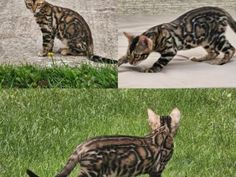 two pictures of cats playing with each other in the grass and one cat walking on the ground