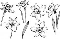 black and white drawing of flowers with leaves