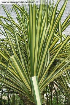 a large green plant next to the water