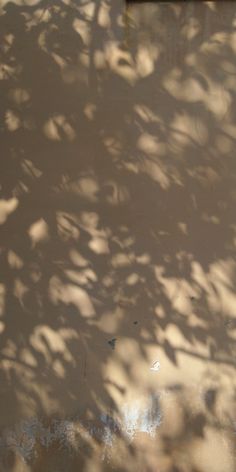 the shadow of a tree on a wall