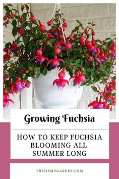 a potted plant with red flowers in it and the words growing fuchsia how to keep fuschia blooming all summer long