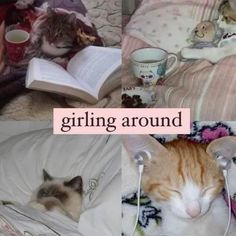 there are pictures of cats sleeping on the bed and one has a book in its lap