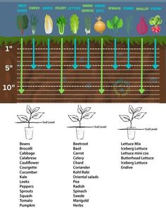 a diagram showing the different stages of growing onions and radishes from seed to plant