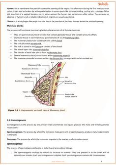 the structure of an animal's bone and its functions in it is shown below