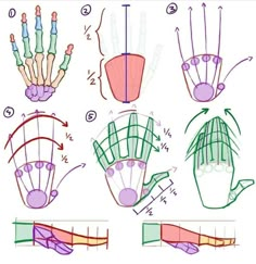 the diagram shows how to draw hands with different shapes and sizes, including fingers and thumbnails