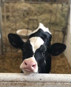 a black and white cow sticking its head over a fence