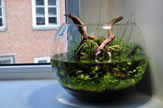 a glass bowl filled with plants and rocks on top of a table next to a window