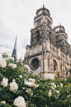 white roses in front of an old cathedral