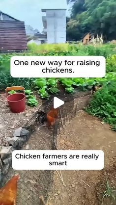 Raise Chickens, Home Gardening, Raising Chickens, Raisin, Farmer, Trees, Chicken, Tools, Instagram