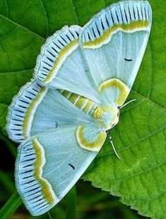 a white butterfly sitting on top of a green leaf covered in yellow and white stripes