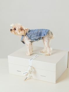 a small dog wearing a denim jacket standing on top of a white box with a ribbon around it's neck