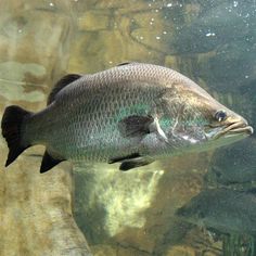 a large fish swimming in the water near some rocks and algae growing on it's surface