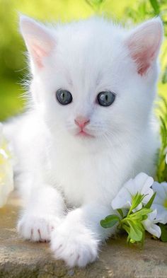 a white kitten with blue eyes sitting next to flowers