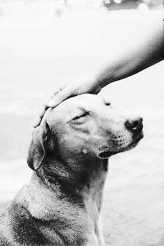 a black and white photo of a dog being petted