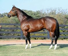 a brown horse standing on top of a lush green field next to a wooden fence