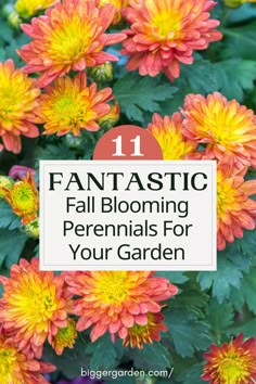 orange and yellow flowers with text overlay that reads 11 fantastic fall blooming perennials for your garden