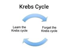 Chemistry Memes, Science Memes Funny, Nerdy Puns, Anatomy Puns, Krebs Cycle