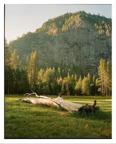 a fallen tree in the middle of a grassy field with mountains in the back ground