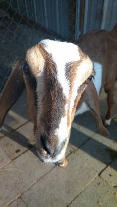 a goat standing next to a fence looking at the camera with its head turned towards the camera