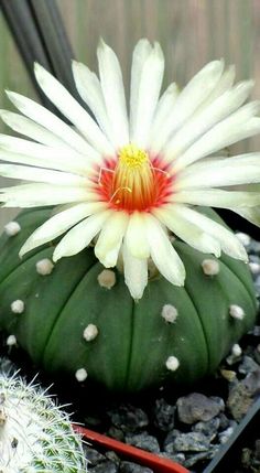 a white and red flower sitting on top of a green cactus