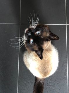 a black and white cat laying on top of a tiled floor