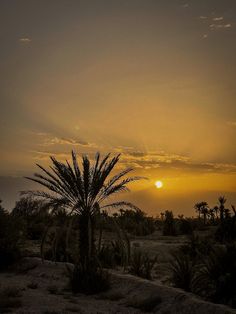 the sun is setting behind some palm trees in the desert with no leaves on them