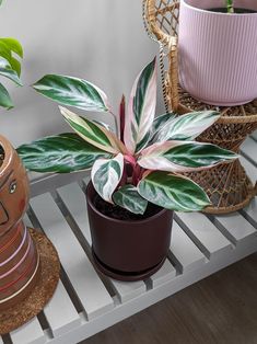 two potted plants sitting on top of a wooden shelf next to a wicker chair