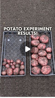 two metal bins filled with potatoes sitting on top of cement