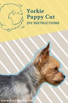 the yorkshire terrier puppy cut diy instructions is shown in front of a yellow and white striped background