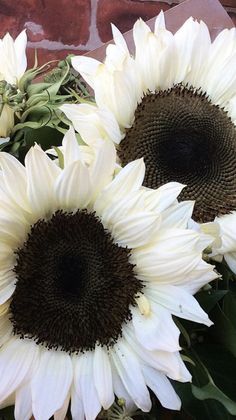 three white sunflowers with green leaves in front of a brick wall