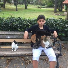 a boy sitting on a bench with two cats in front of him and another cat behind him