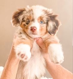 a puppy is being held up in the air