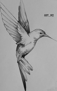 a pencil drawing of a hummingbird in flight