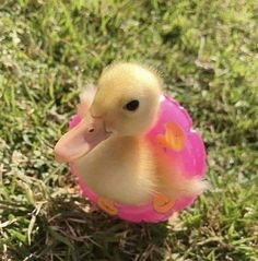 a small duckling is sitting in the grass with a frisbee around it's neck